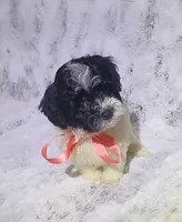 Tiny Lila, a female Maltipoo for sale in Hollywood, FL – 2 of 4