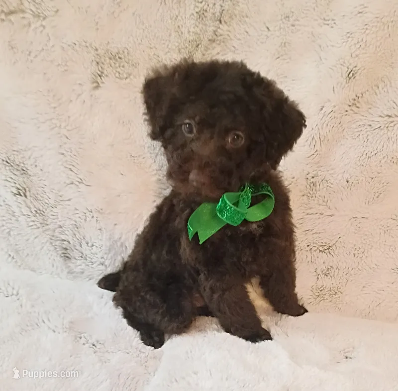 Chocolate Yogi  – Poodle - Miniature  puppy for sale in Hollywood, FL