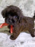 Little Lindy, a female Yorkipoo for sale in Hollywood, FL – 4 of 4