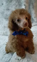 Chocolate boo boo bear, a male Poodle - Toy  for sale in Hollywood, FL – 3 of 4