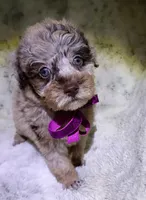 Merle Brianna , a female Poodle - Toy  for sale in Hollywood, FL – 3 of 4