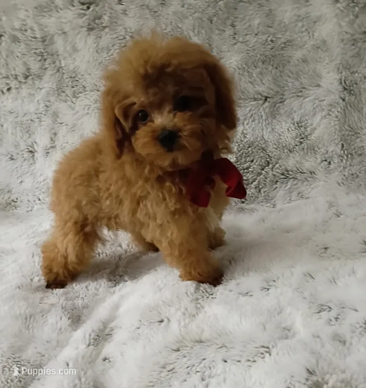 T cup boy AKC registered  – Poodle - Toy  puppy for sale in Hollywood, FL