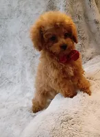 T cup boy AKC registered , a male Poodle - Toy  for sale in Hollywood, FL – 3 of 5