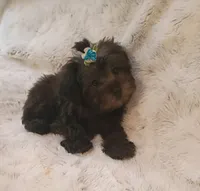 Little Yorkie poo boy, a male Yorkipoo for sale in Hollywood, FL – 1 of 5
