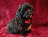 Suzi, a female Poodle - Toy  for sale in Hollywood, FL – 3 of 4