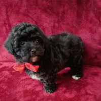 Suzi, a female Poodle - Toy  for sale in Hollywood, FL – 2 of 4