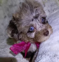 Merle Ariel , a female Poodle - Toy  for sale in Hollywood, FL – 3 of 3