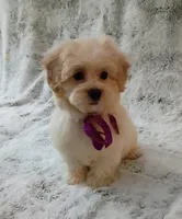 Lil Lady , a female Maltipoo for sale in Hollywood, FL – 3 of 4