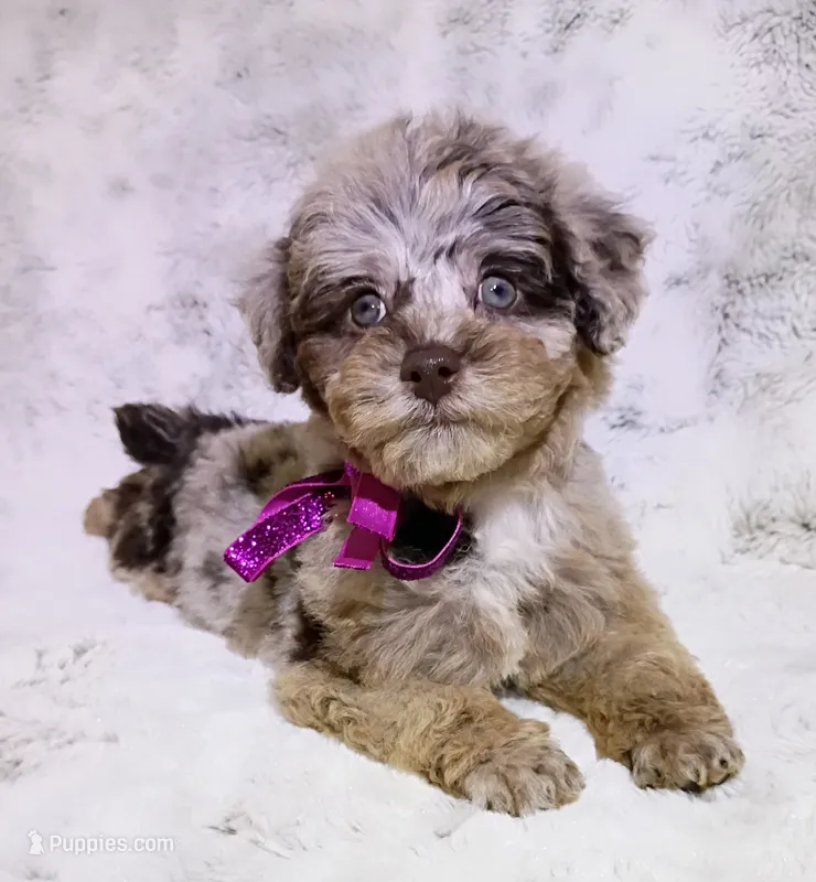 Merle Brianna  – Poodle - Toy  puppy for sale in Hollywood, FL