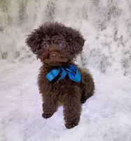 Lil Green eyed chocolate boy, a male Poodle - Toy  for sale in Hollywood, FL – 2 of 4