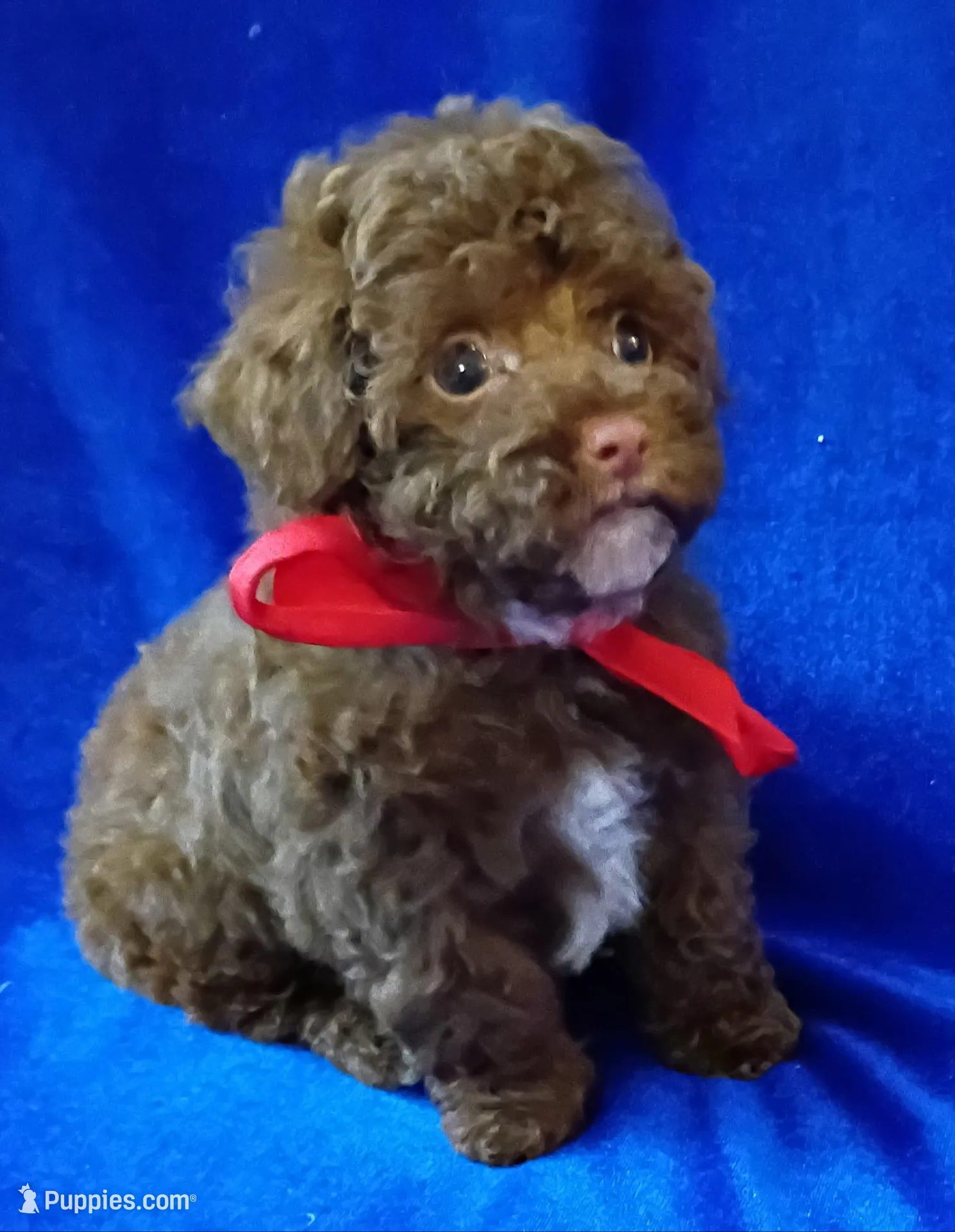 Colby, a male Poodle - Toy  for sale in Hollywood, FL – Photo 4 of 4