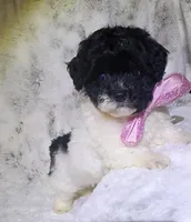 Cookies and Cream , a female Maltipoo for sale in Hollywood, FL – 4 of 4