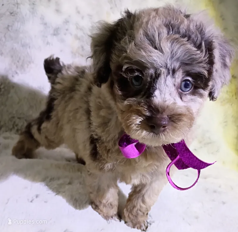 Merle Brianna  – Poodle - Toy  puppy for sale in Hollywood, FL