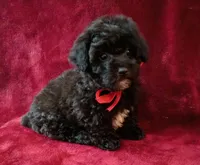 Suzi, a female Poodle - Toy  for sale in Hollywood, FL – 4 of 4