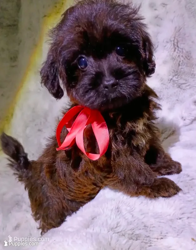 Little Lindy – Yorkipoo puppy for sale in Hollywood, FL