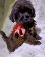 Little Lindy, a female Yorkipoo for sale in Hollywood, FL – 3 of 4