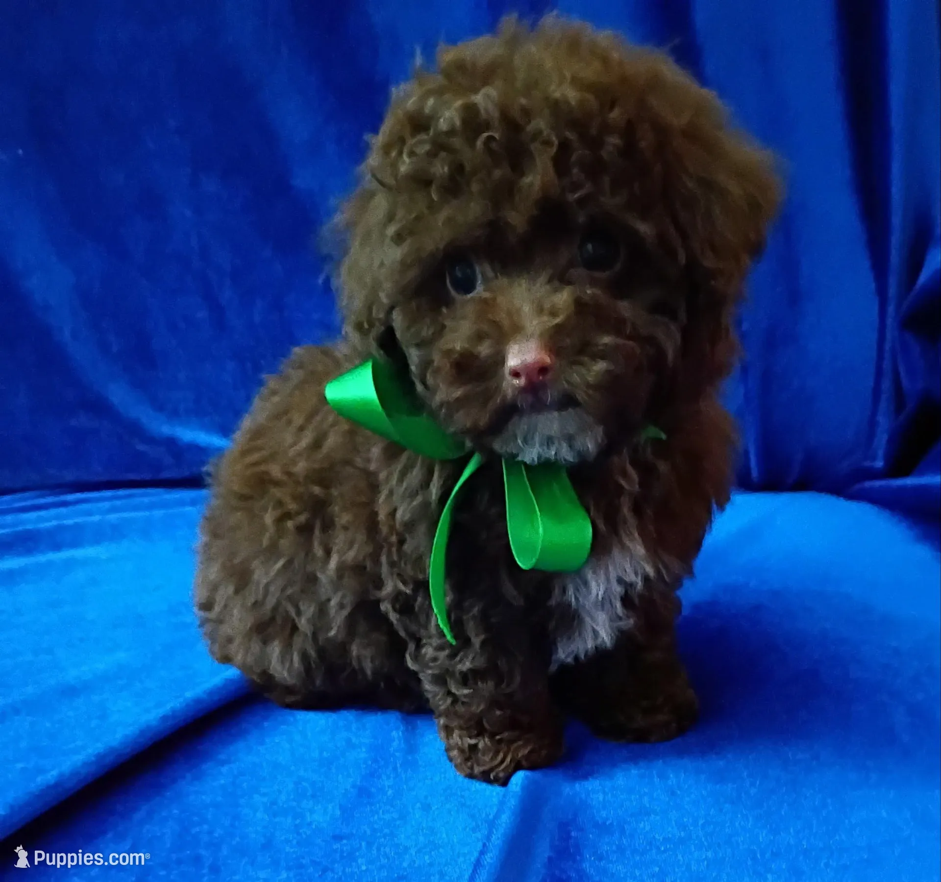 Gizmo deposit received , a male Poodle - Toy  for sale in Hollywood, FL – Photo 4 of 5