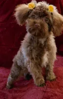 Pretty girl Akc Hold, a female Poodle - Toy  for sale in Hollywood, FL – Photo 2 of 3