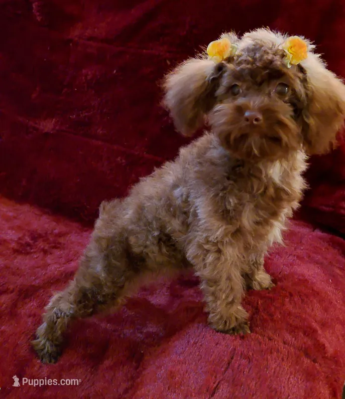 Pretty girl Akc Hold