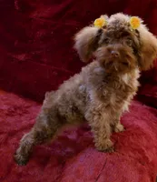 Pretty girl Akc Hold, a female Poodle - Toy  for sale in Hollywood, FL – Photo 1 of 3