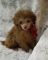 Chocolate Cara, a female Poodle - Toy  for sale in Hollywood, FL – 3 of 5