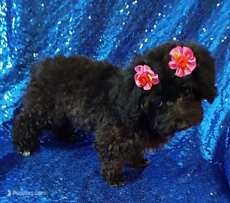 Suzi – Poodle - Toy  puppy for sale in Hollywood, FL