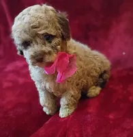 Princess Merle , a female Poodle - Toy  for sale in Hollywood, FL – 3 of 5