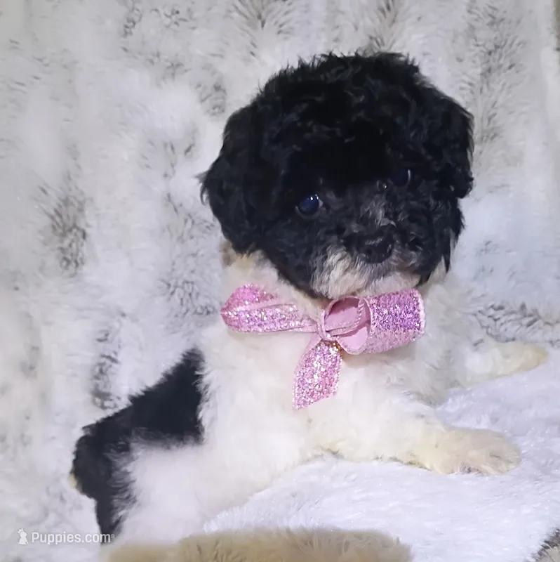 Cookies and Cream  – Maltipoo puppy for sale in Hollywood, FL