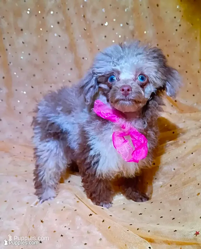 T  Cup Merle  – Poodle - Toy  puppy for sale in Hollywood, FL