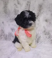 Tiny Lila, a female Maltipoo for sale in Hollywood, FL – 3 of 4