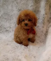 T cup boy AKC registered , a male Poodle - Toy  for sale in Hollywood, FL – 5 of 5