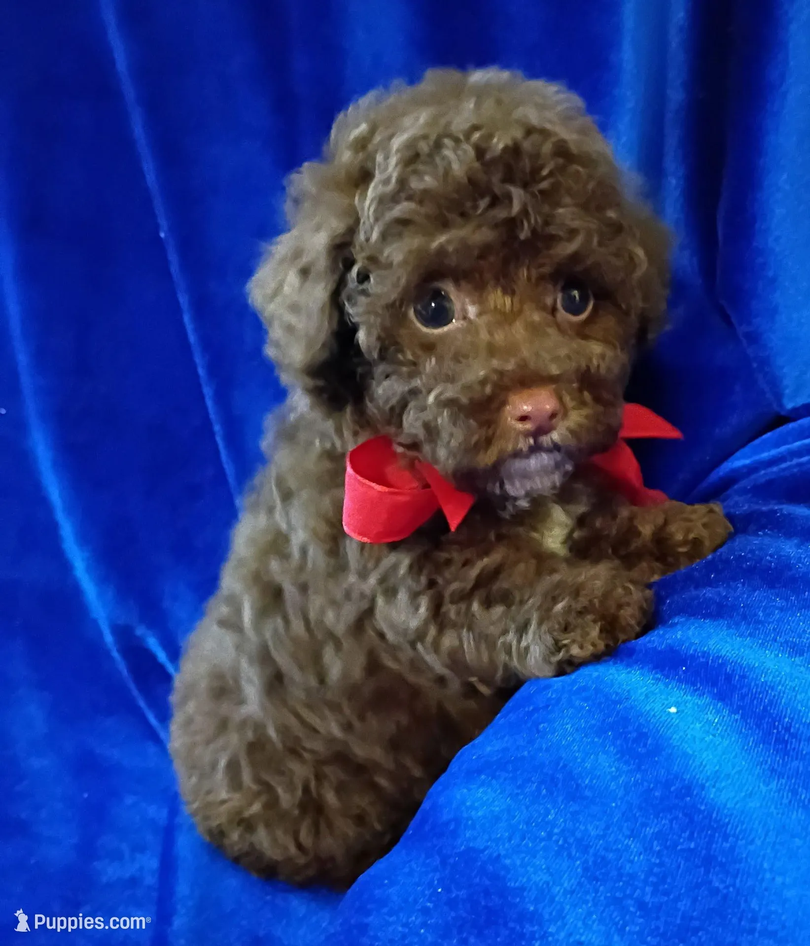 Colby, a male Poodle - Toy  for sale in Hollywood, FL – Photo 2 of 4