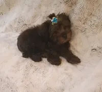 Little Yorkie poo boy, a male Yorkipoo for sale in Hollywood, FL – 4 of 5