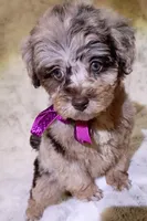Merle Brianna deposit received , a female Poodle - Toy  for sale in Hollywood, FL – 6 of 7