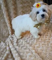 Lil Lady Deposit on Hold , a female Maltipoo for sale in Hollywood, FL – 3 of 4