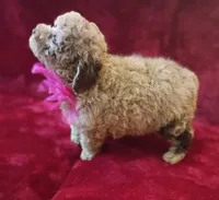 Princess Merle , a female Poodle - Toy  for sale in Hollywood, FL – 2 of 5