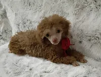 Chocolate Cara, a female Poodle - Toy  for sale in Hollywood, FL – 2 of 5