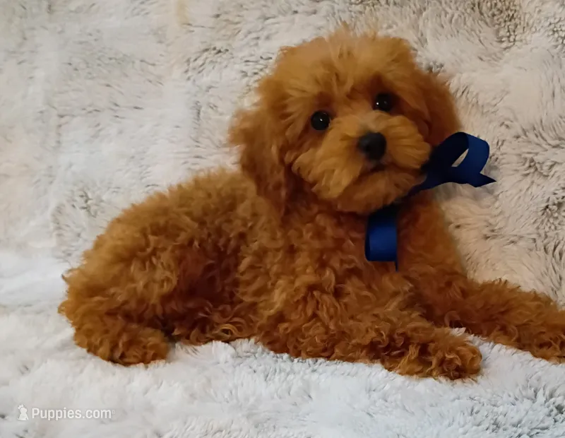 Teddy AKC registered