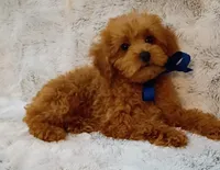 processed/942d72b1-7d3f-4c0b-9efc-821e57df692e/listing/9a6e7c4e-60e9-4a4f-984d-ed317e7572ca/8fd190d6-7ee1-43aa-ad15-f5abb01874da