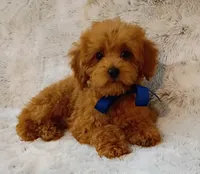 processed/942d72b1-7d3f-4c0b-9efc-821e57df692e/listing/9a6e7c4e-60e9-4a4f-984d-ed317e7572ca/90922a63-60f9-4ef5-9956-46ecfe132fcd