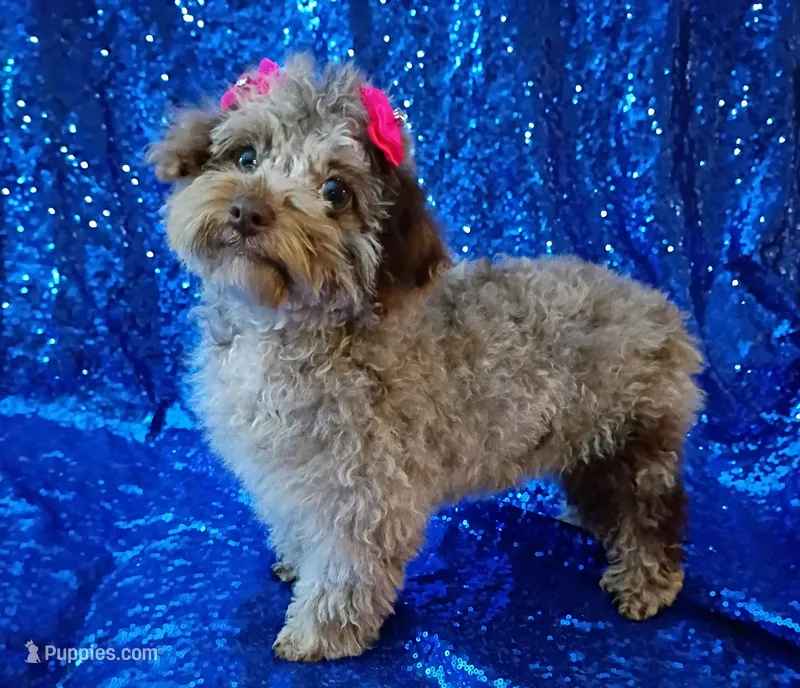 Merle girl Deposit Received  – Poodle - Toy  puppy for sale in Hollywood, FL