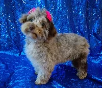 Merle girl Deposit Received , a female Poodle - Toy  for sale in Hollywood, FL – 1 of 2