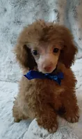 Chocolate boo boo bear, a male Poodle - Toy  for sale in Hollywood, FL – 2 of 4