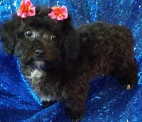 Suzi, a female Poodle - Toy  for sale in Hollywood, FL – 3 of 4