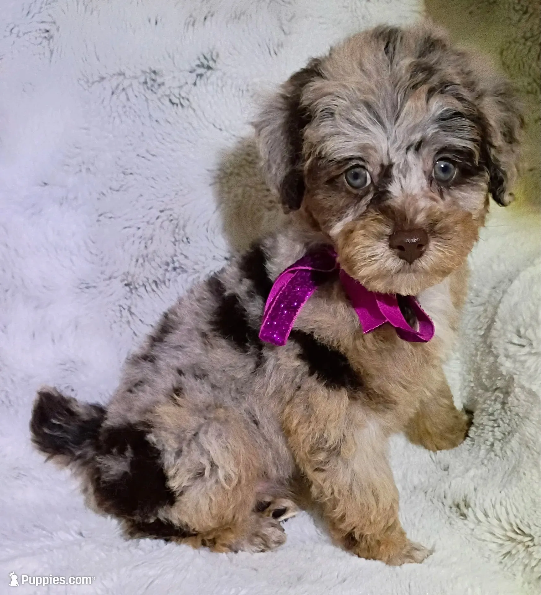 Merle Brianna deposit received , a female Poodle - Toy  for sale in Hollywood, FL – 1 of 7