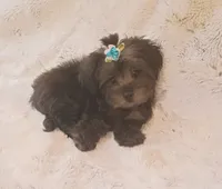 Little Yorkie poo boy, a male Yorkipoo for sale in Hollywood, FL – 2 of 5