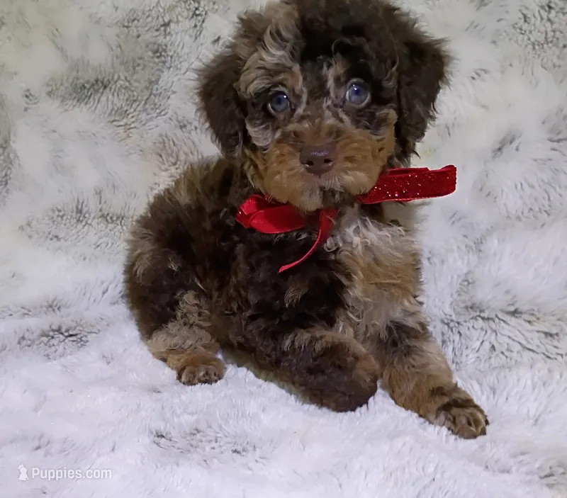 Merle Gizmo  – Poodle - Miniature  puppy for sale in Hollywood, FL