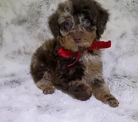 Merle Gizmo , a male Poodle - Miniature  for sale in Hollywood, FL – 1 of 4