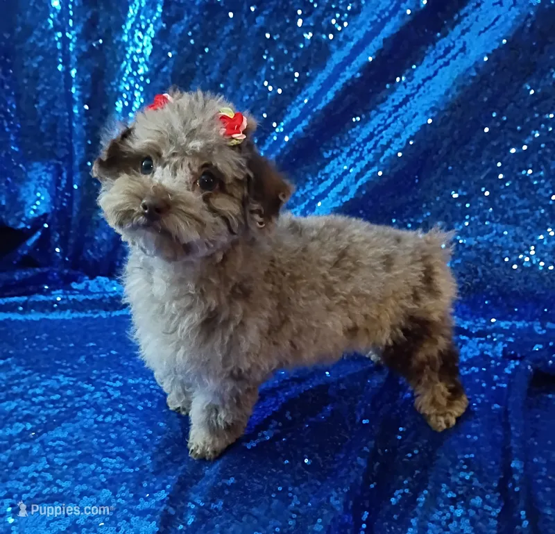 Princess Merle  – Poodle - Toy  puppy for sale in Hollywood, FL