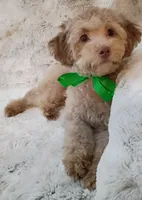 Alfie, a male Poodle - Toy  for sale in Hollywood, FL – Photo 2 of 3